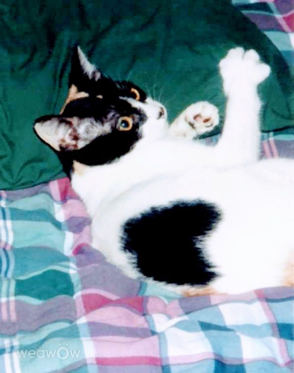 摄影师 Cajungrl26，LaPlace的天气照片 - Weawow