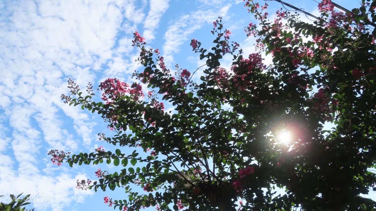 Weather Photos in Chiba. Weather forecasts with beautiful photos by yurumazi