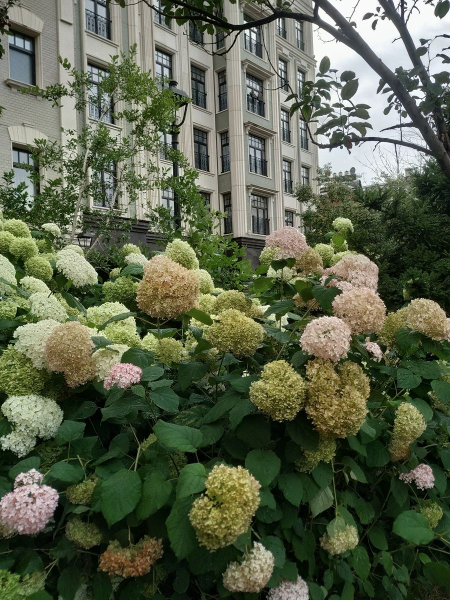 Moskvaの天気写真. 19Larisa46の美しい写真による天気予報