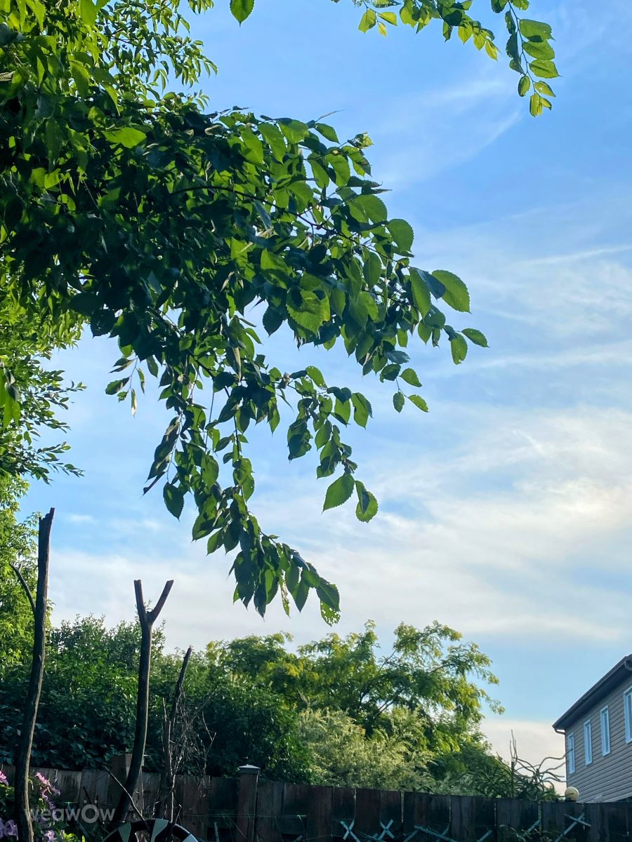 写真家 Lulu5523、le Plateauの天気写真 - Weawow