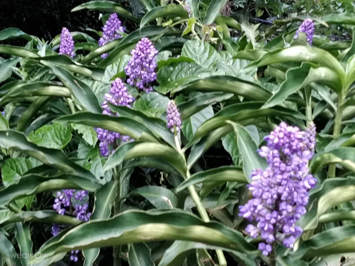 São Carlos ದ 植物. lucgonc ಅವರ ಸುಂದರವಾದ ಫೋಟೋಗಳೊಂದಿಗೆ ಹವಾಮಾನ ಮುನ್ಸೂಚನೆಗಳು ಫೋಟೋಗಳು