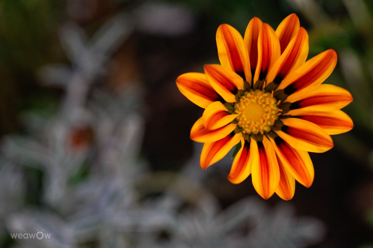 Weather Photos in Malaysia. Weather forecasts with beautiful photos by Tenchi