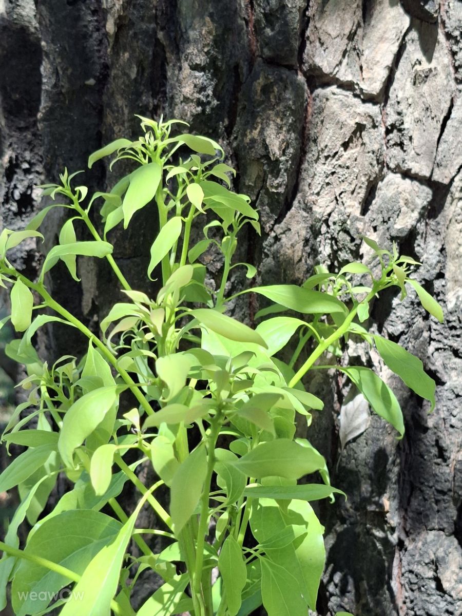 Fotografos Wen-ya Huang, Fotos do tempo em Kaohsiung City - Weawow