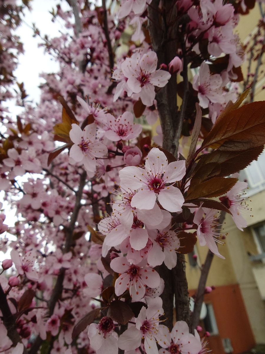 Fotos sobre el clima en Râmnicu Vâlcea. Pronósticos del tiempo con hermosas fotos de Evgeniy79