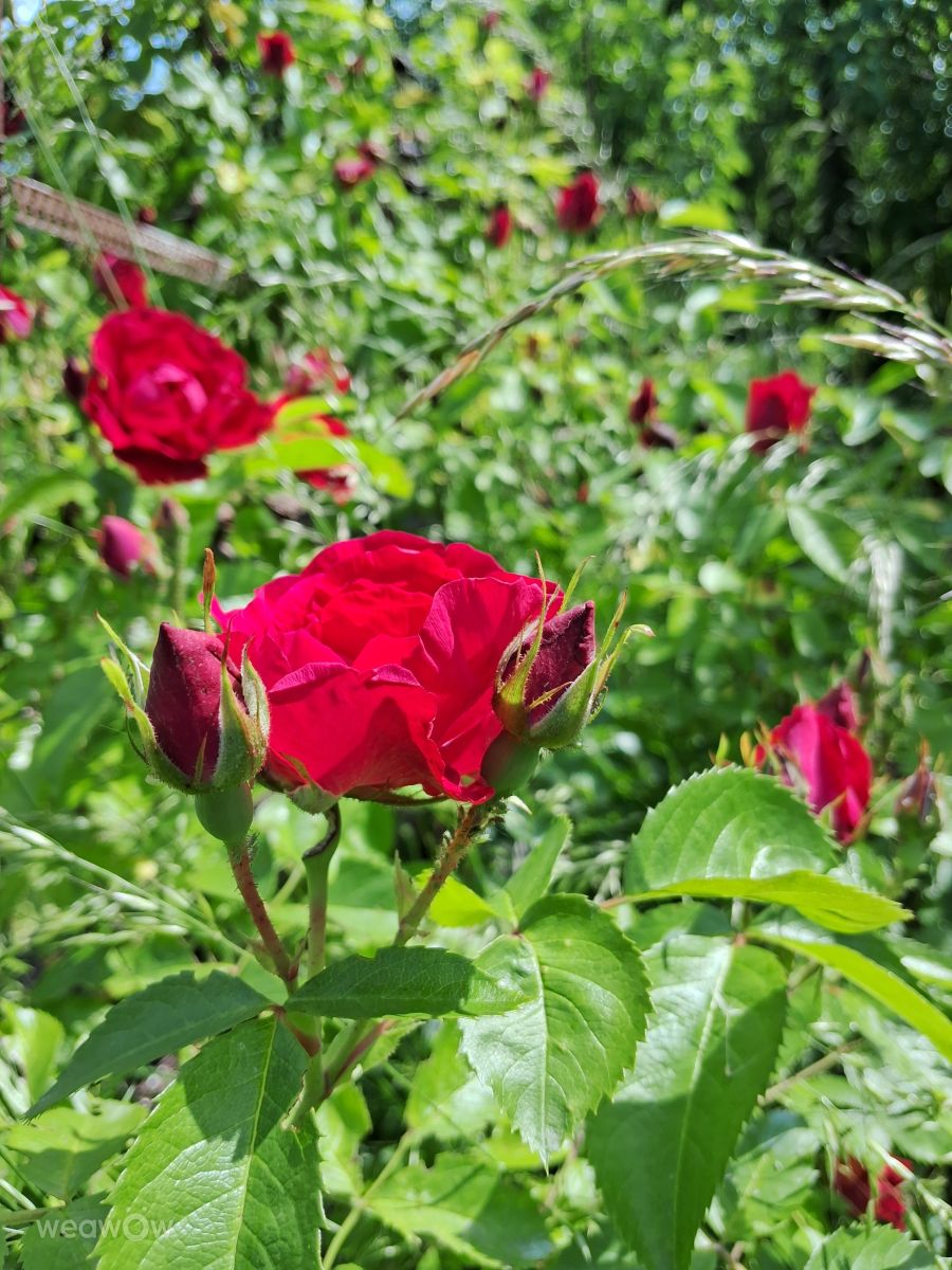 Photographer urashm, Weather Photos in Khmelnytskyi - Weawow