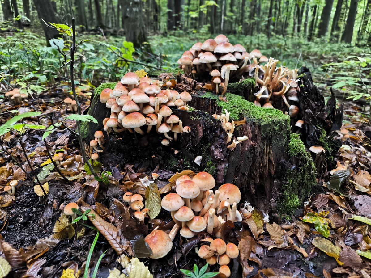 Fotos do tempo em Vinnytsia. Previsões do tempo com lindas fotos de Archery_0112