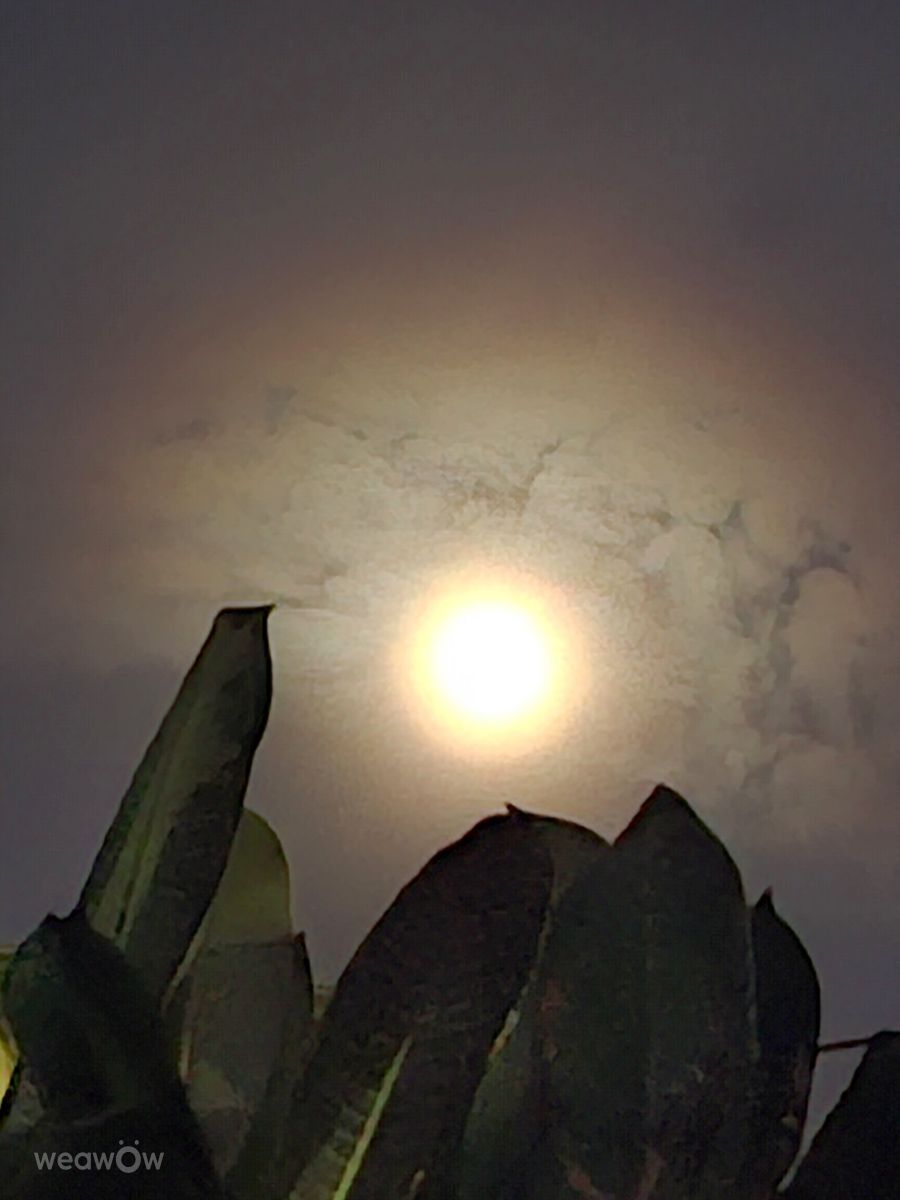 Photographer Wen-ya Huang, Weather Photos in Kaohsiung City - Weawow