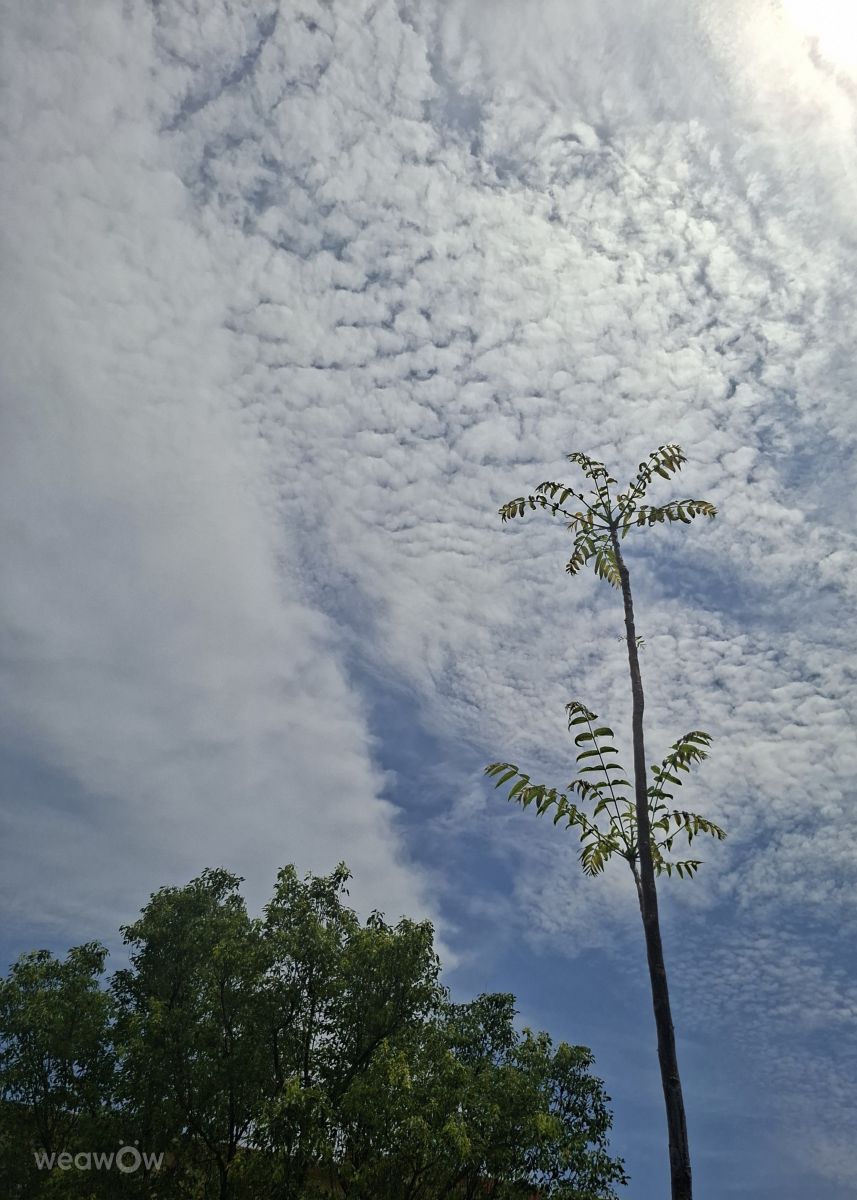 Photographer Wen-ya Huang, Weather Photos in Kaohsiung City - Weawow