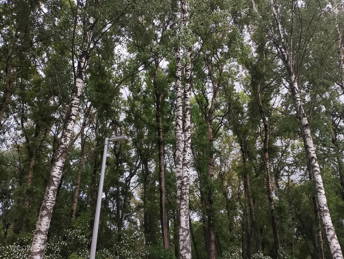 Fotos do tempo em Kirov. Previsões do tempo com lindas fotos de WilliamsEl