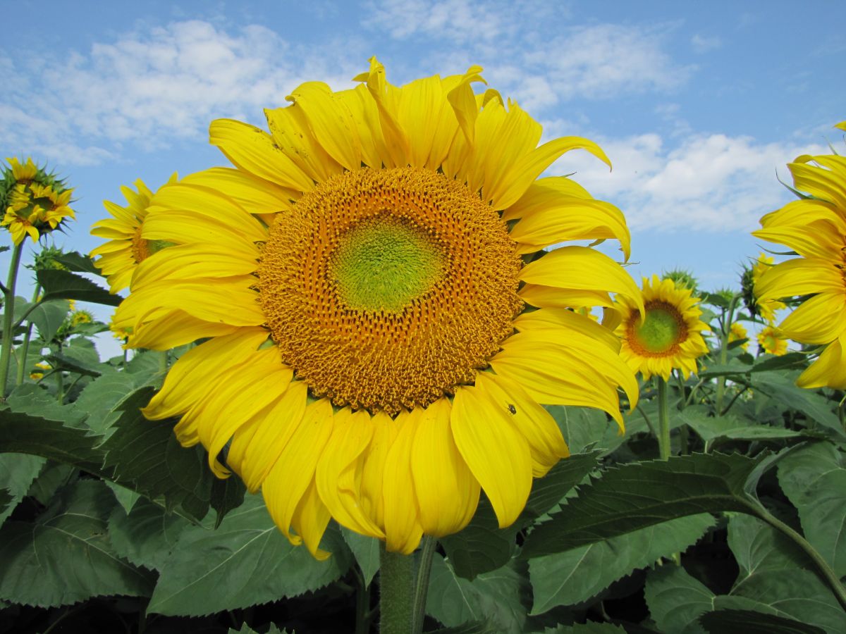 Фотографии Погоды в Белгородская Область. Прогнозы погоды с чудесными фотографиями, сделанными Sviatoslav
