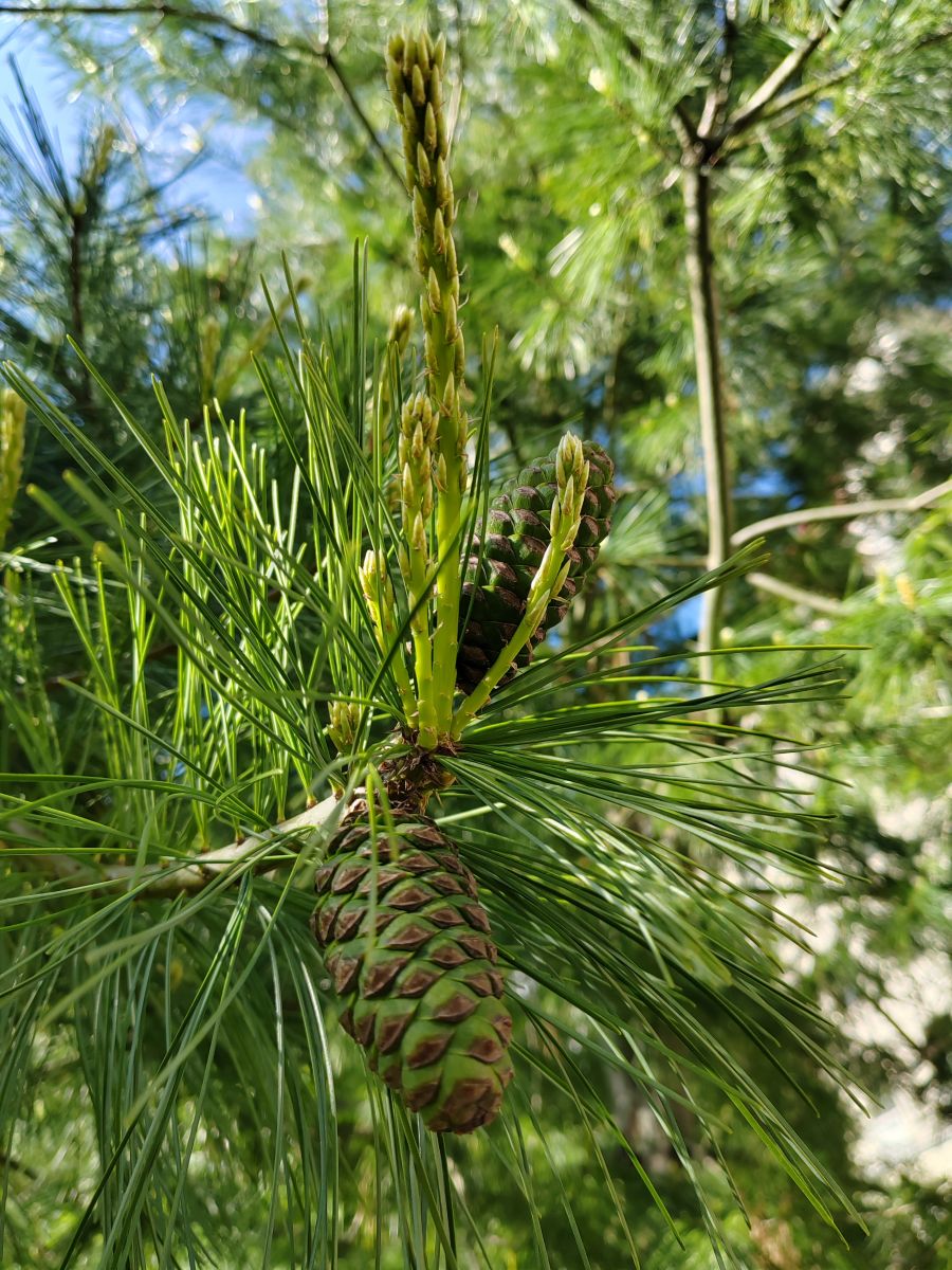 Photographe Albert_Smelovtsev, Photos météo à Roza Khutor - Weawow
