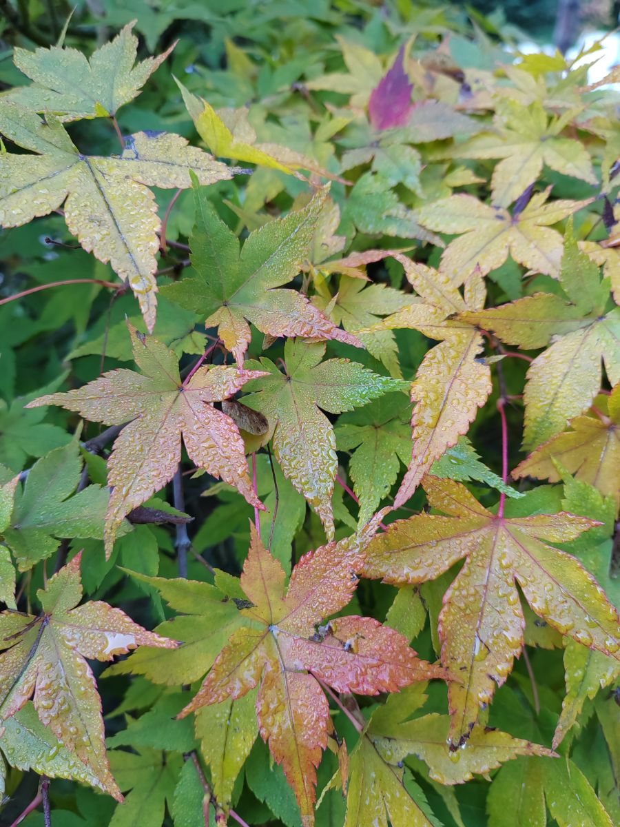 Photographer Albert_Smelovtsev, Weather Photos in Roza Khutor - Weawow