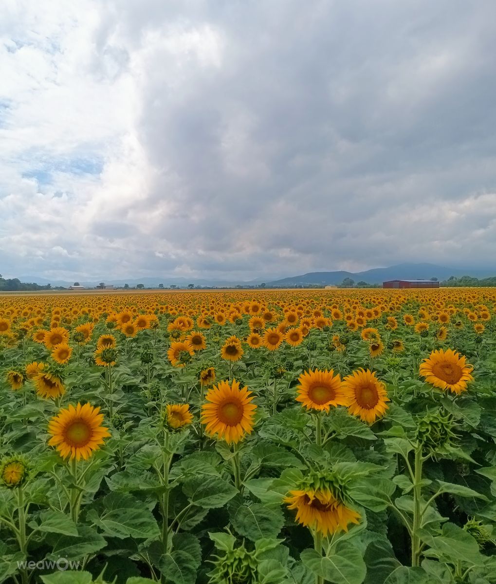 Photographer Kripo, Weather Photos in Teesdorf - Weawow