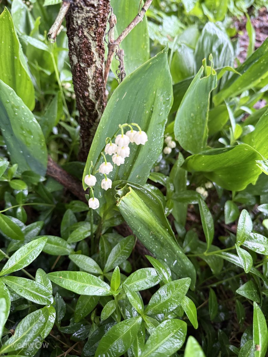 ペテルゴフの天気写真. mas777777の美しい写真による天気予報