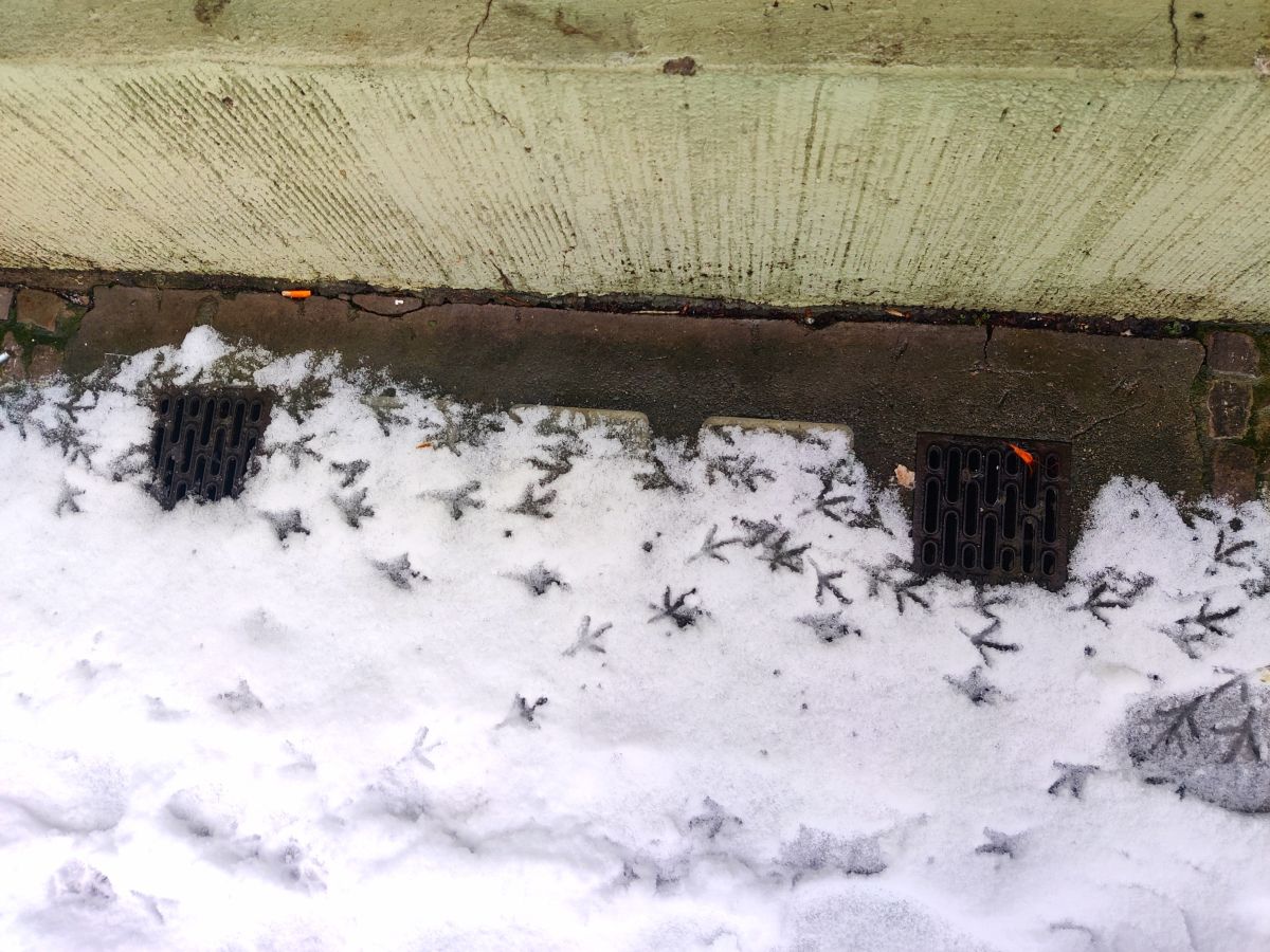 Фотограф Zorrra, Фотографии Погоды в Neukölln - Weawow