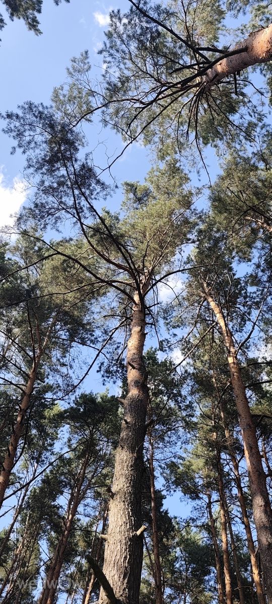 Slavutaの天気写真. Roma Romaの美しい写真による天気予報