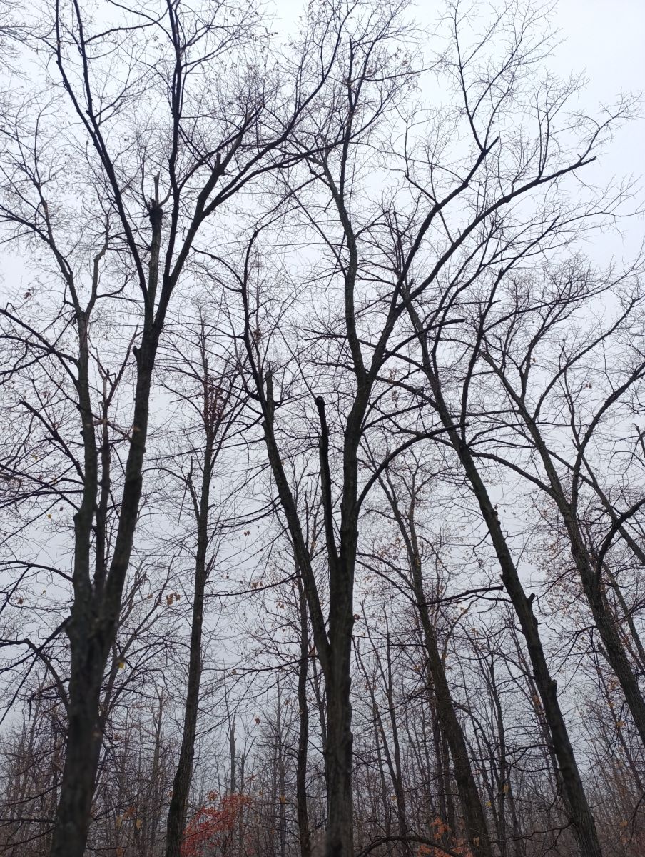 Luhanskの天気写真. Анжの美しい写真による天気予報