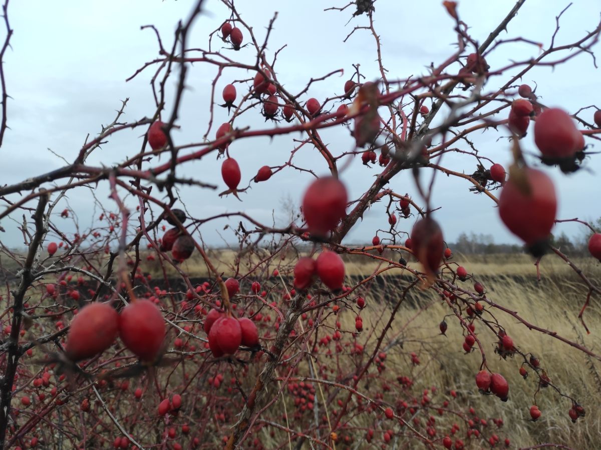 Wetter Photos Mordwinien. Wettervorhersagen mit schönen Fotos von Вильдим