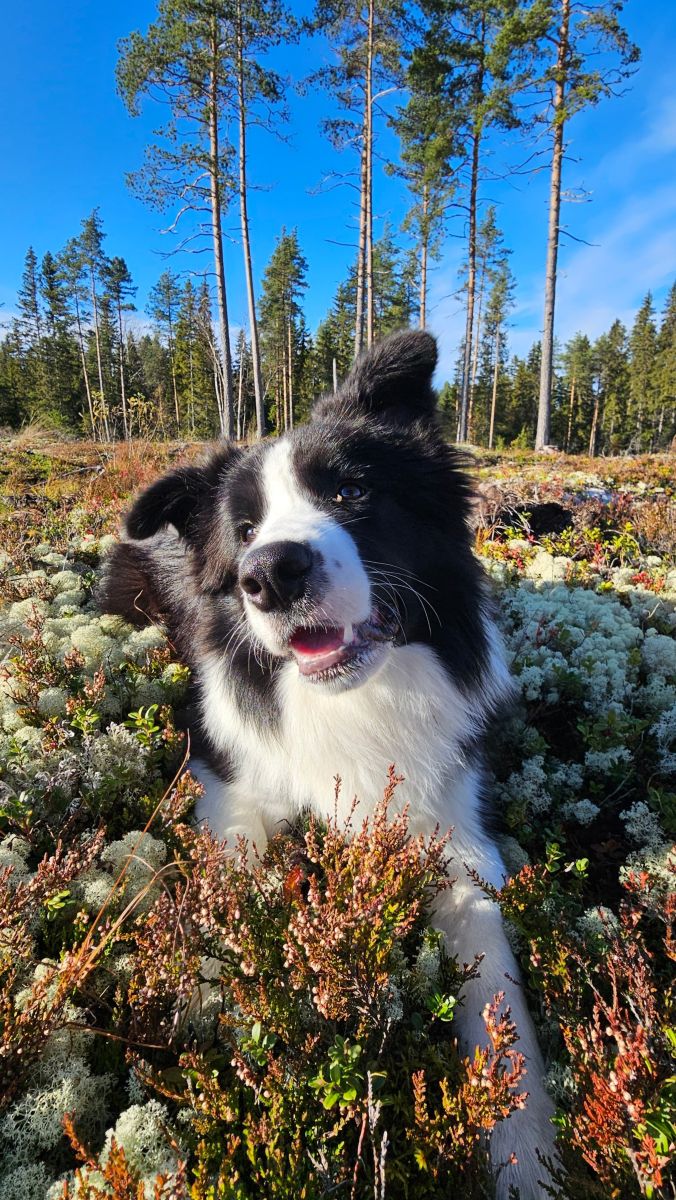 Photos météo à Ostrobotnie du Nord. Prévisions météo avec de superbes photos de Piia