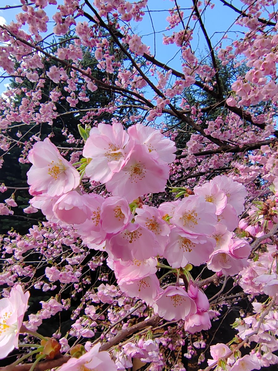 Photographe Albert_Smelovtsev, Photos météo à Roza Khutor - Weawow