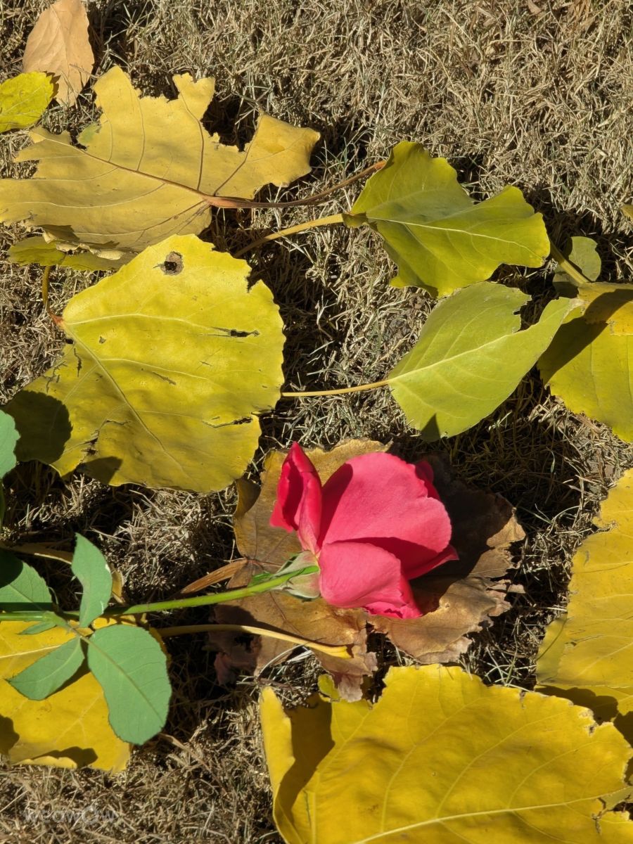 Fotos do tempo em Paquistão. Previsões do tempo com lindas fotos de Trekchitral