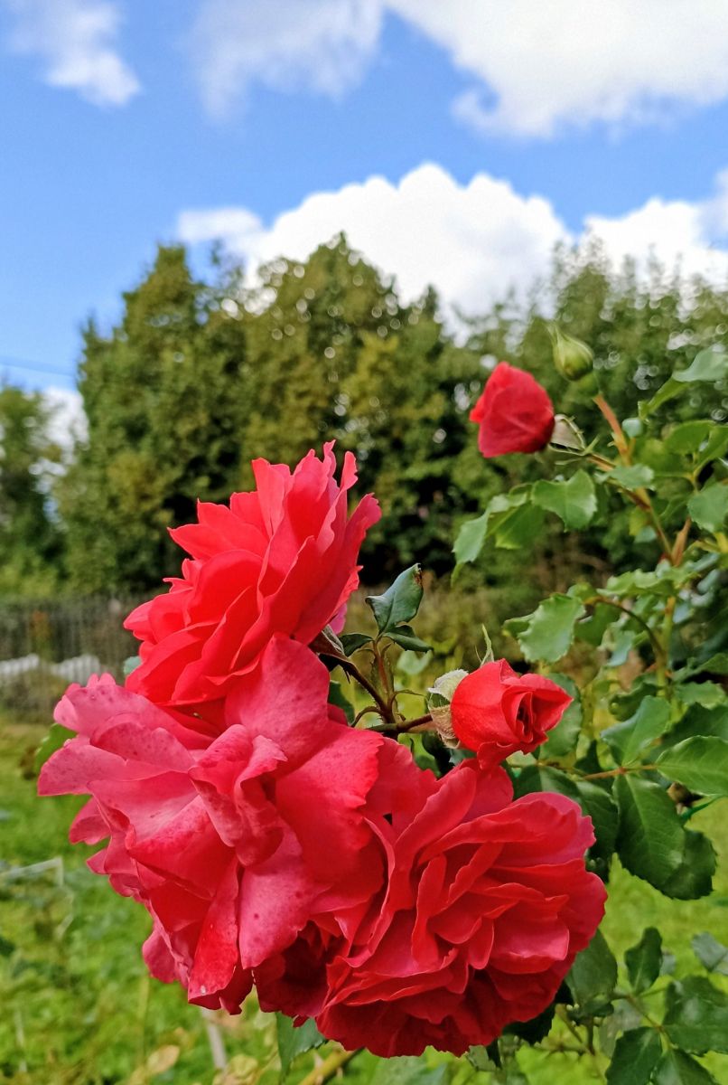 Photos météo à Moscow Oblast. Prévisions météo avec de superbes photos de 19Larisa46
