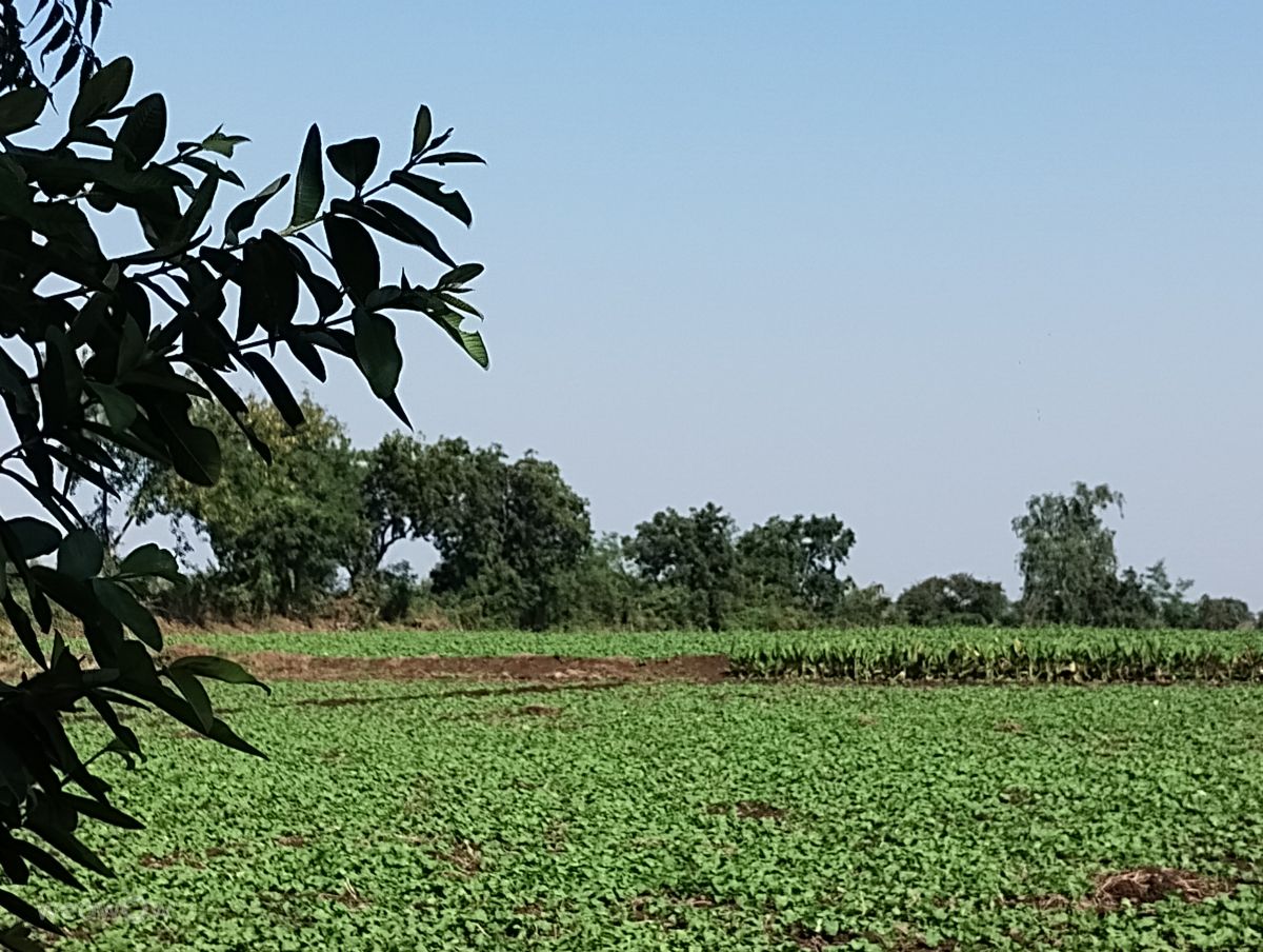Wetter Photos Madhya Pradesh. Wettervorhersagen mit schönen Fotos von Ohm Patidar