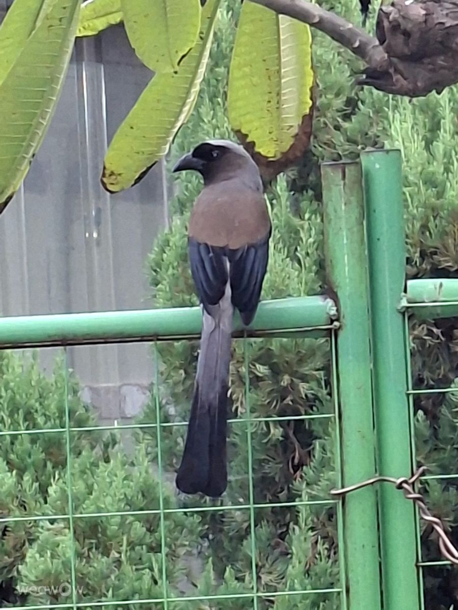 Photographer Wen-ya Huang, Weather Photos in Kaohsiung City - Weawow