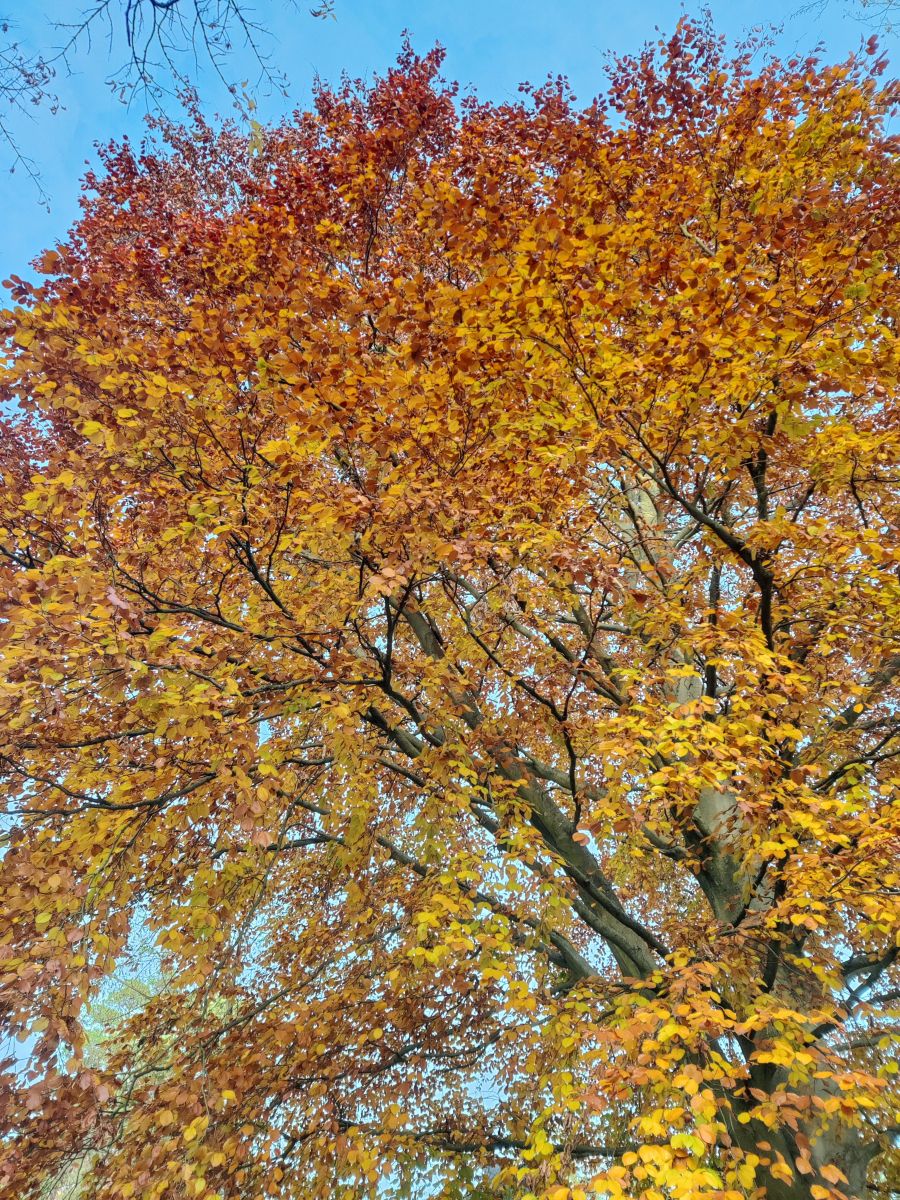 Kladow的天气照片. 天气预报，带Zorrra精美的照片