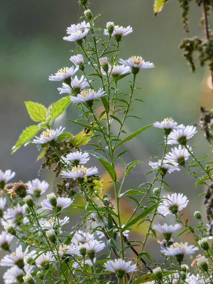 Фотографии Погоды в Ahlhorner Fischteiche. Прогнозы погоды с чудесными фотографиями, сделанными fwerner