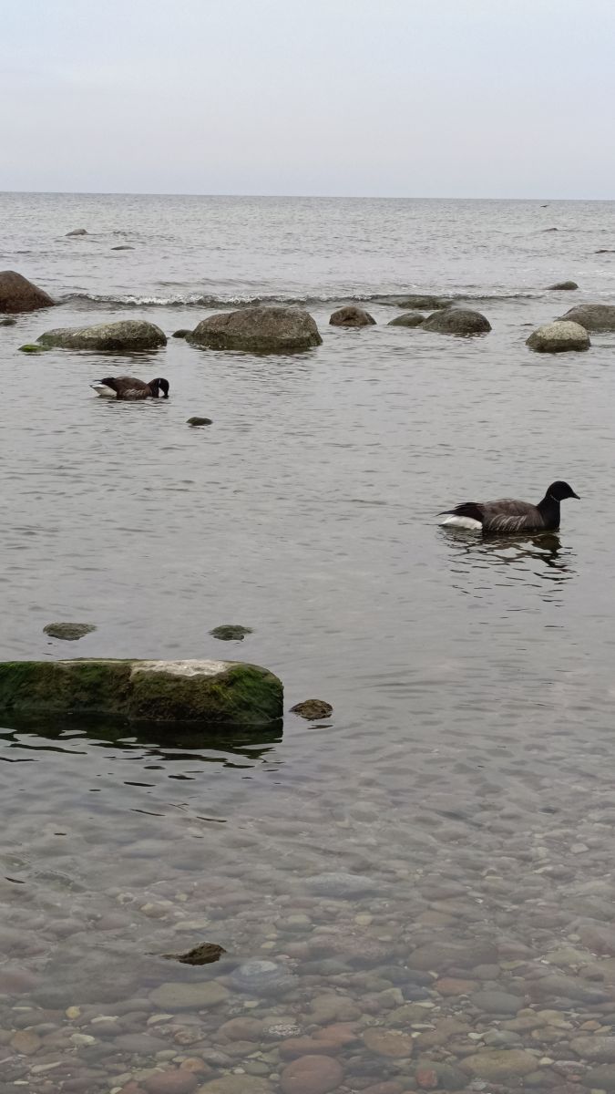 摄影师 Михаил Бондаренко，Gorod Svetlogorsk的天气照片 - Weawow
