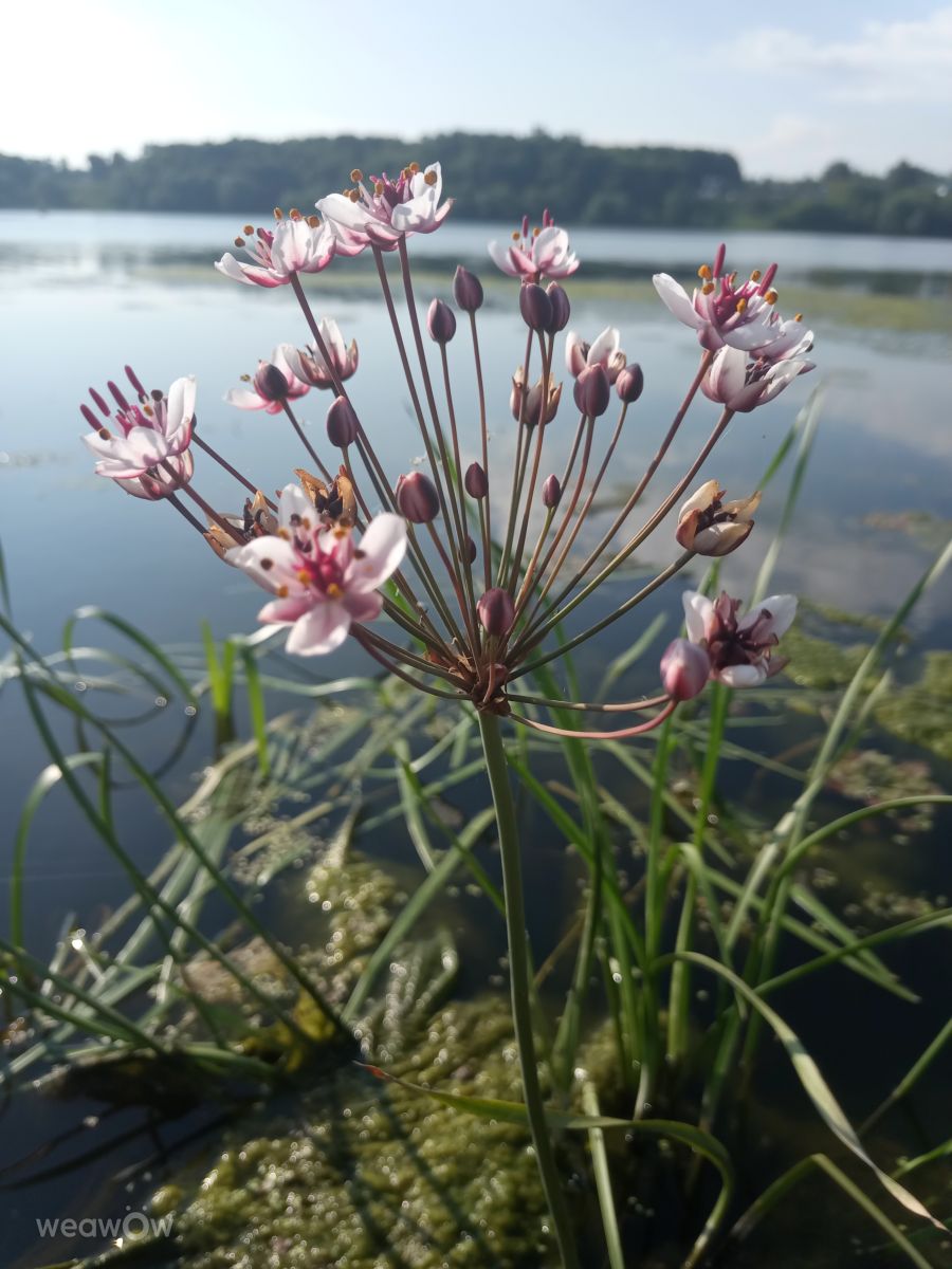 Fotos sobre el clima en Kolomna. Pronósticos del tiempo con hermosas fotos de Evgeniya77
