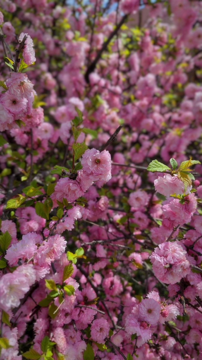 Wetter Photos Kropywnyzkyj. Wettervorhersagen mit schönen Fotos von Synieok
