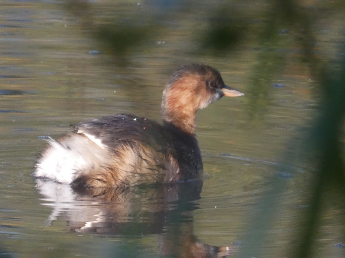 Фотографии Погоды в Ahlhorner Fischteiche. Прогнозы погоды с чудесными фотографиями, сделанными fwerner