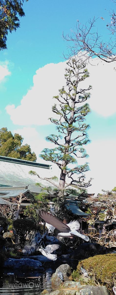 Photographer umemui, Weather Photos in Honshu - Weawow