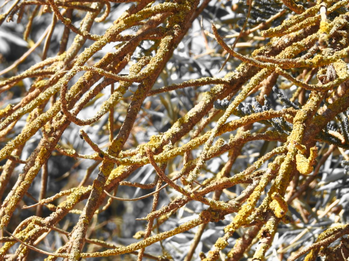 Previsões do tempo com lindas fotos de Step_Gently