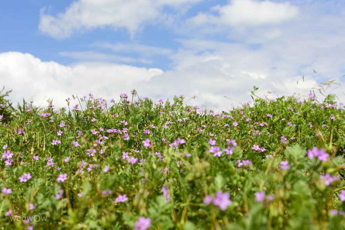 Weather forecasts with beautiful photos by Estefania Gonzalez Espitia