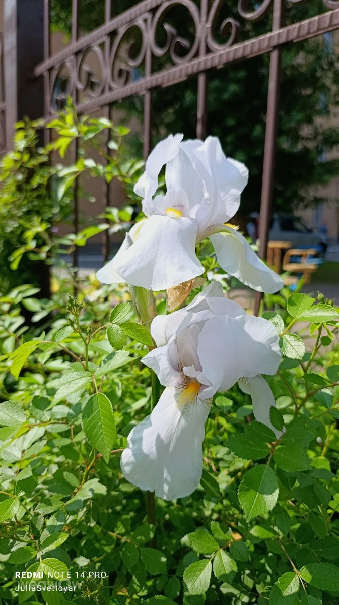 Novosibirskaya Oblast'的天气照片. 天气预报，带ЮЛия_Светлояр精美的照片