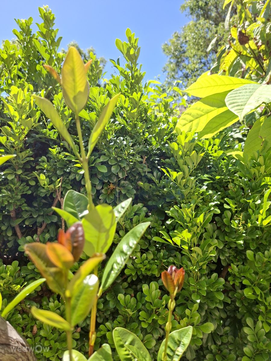 Fotografos Wen-ya Huang, Fotos do tempo em Kaohsiung City - Weawow