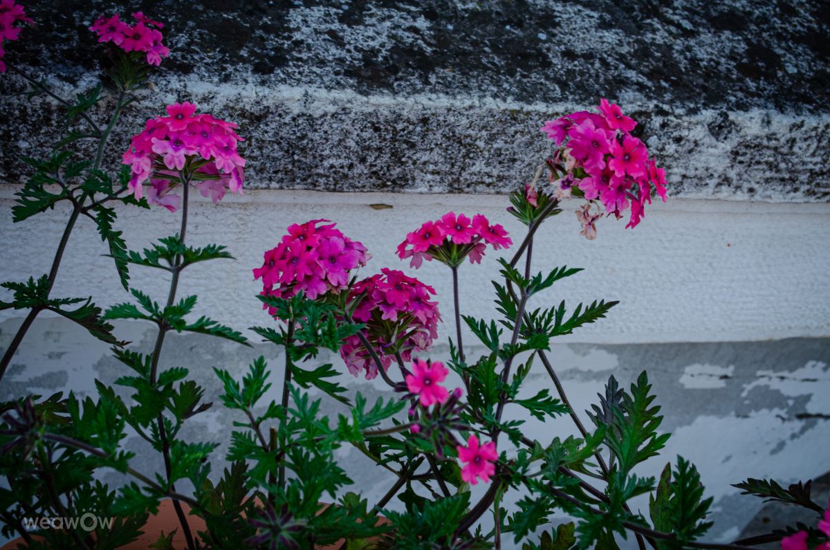 Weather Photos in Veliko Tarnovo. Weather forecasts with beautiful photos by derezina