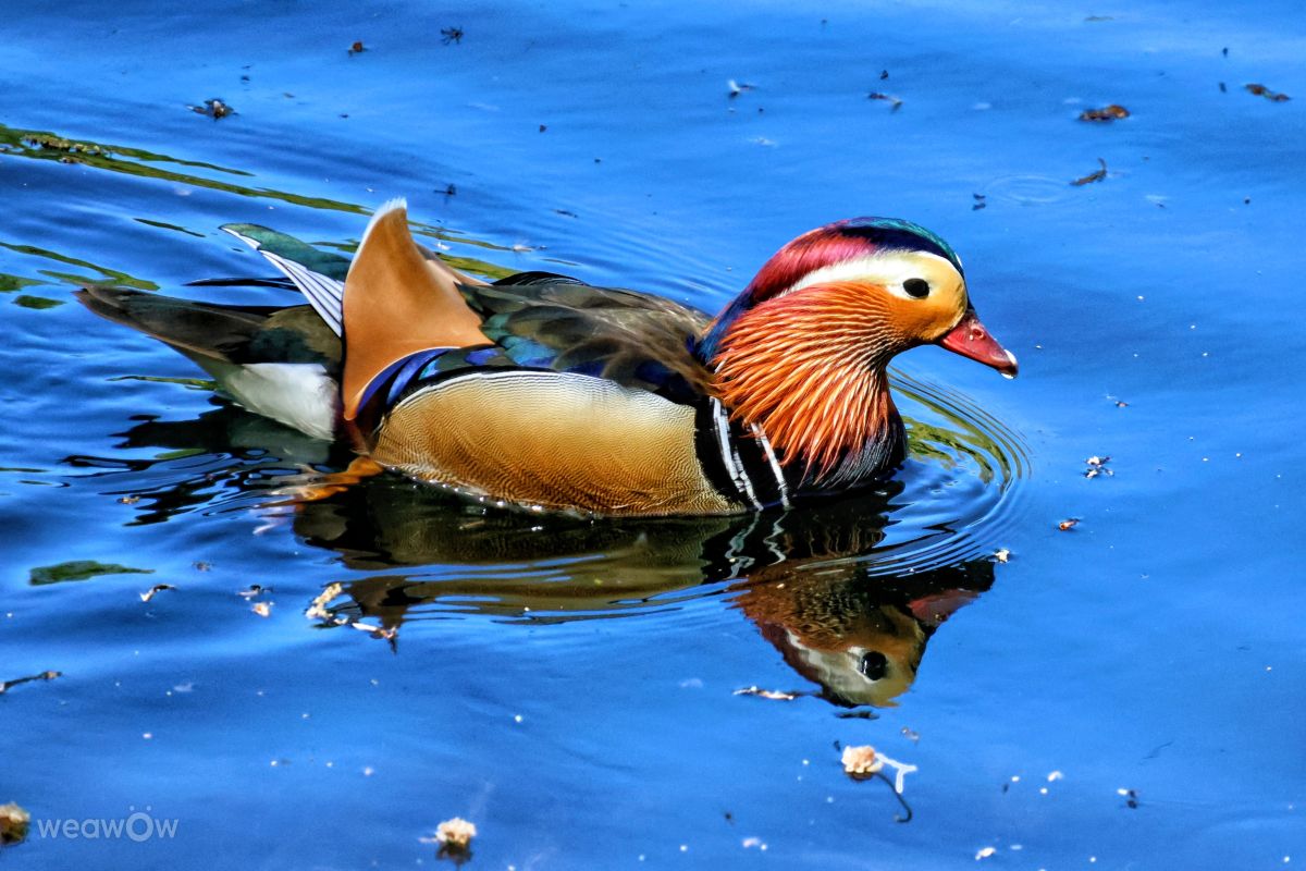 Weather Photos in Rombergpark-Lücklemberg. Weather forecasts with beautiful photos by Lotti5507