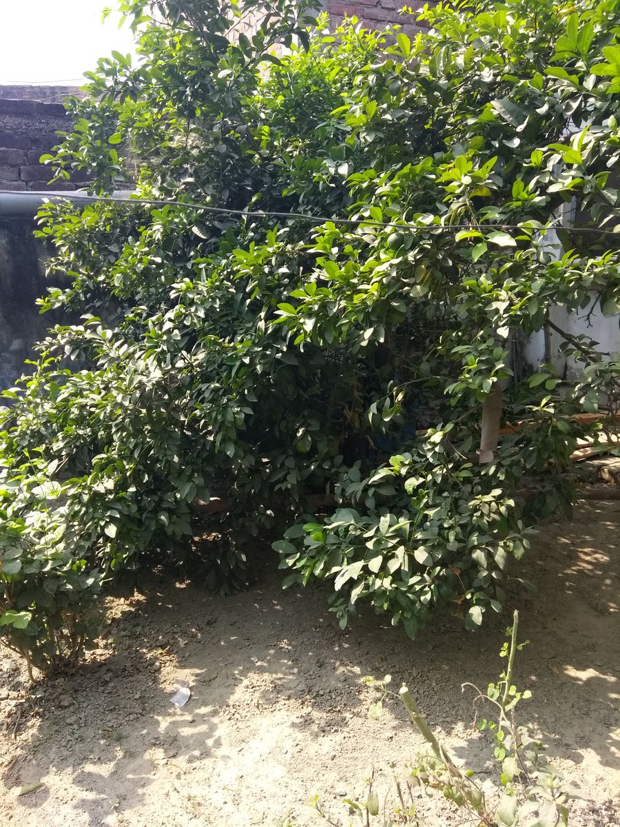 Fotos sobre el clima en Lucknow. Pronósticos del tiempo con hermosas fotos de Mmmbhupi