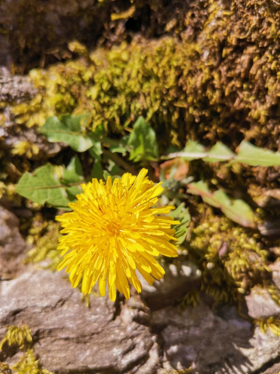 Photographe Albert_Smelovtsev, Photos météo à Roza Khutor - Weawow
