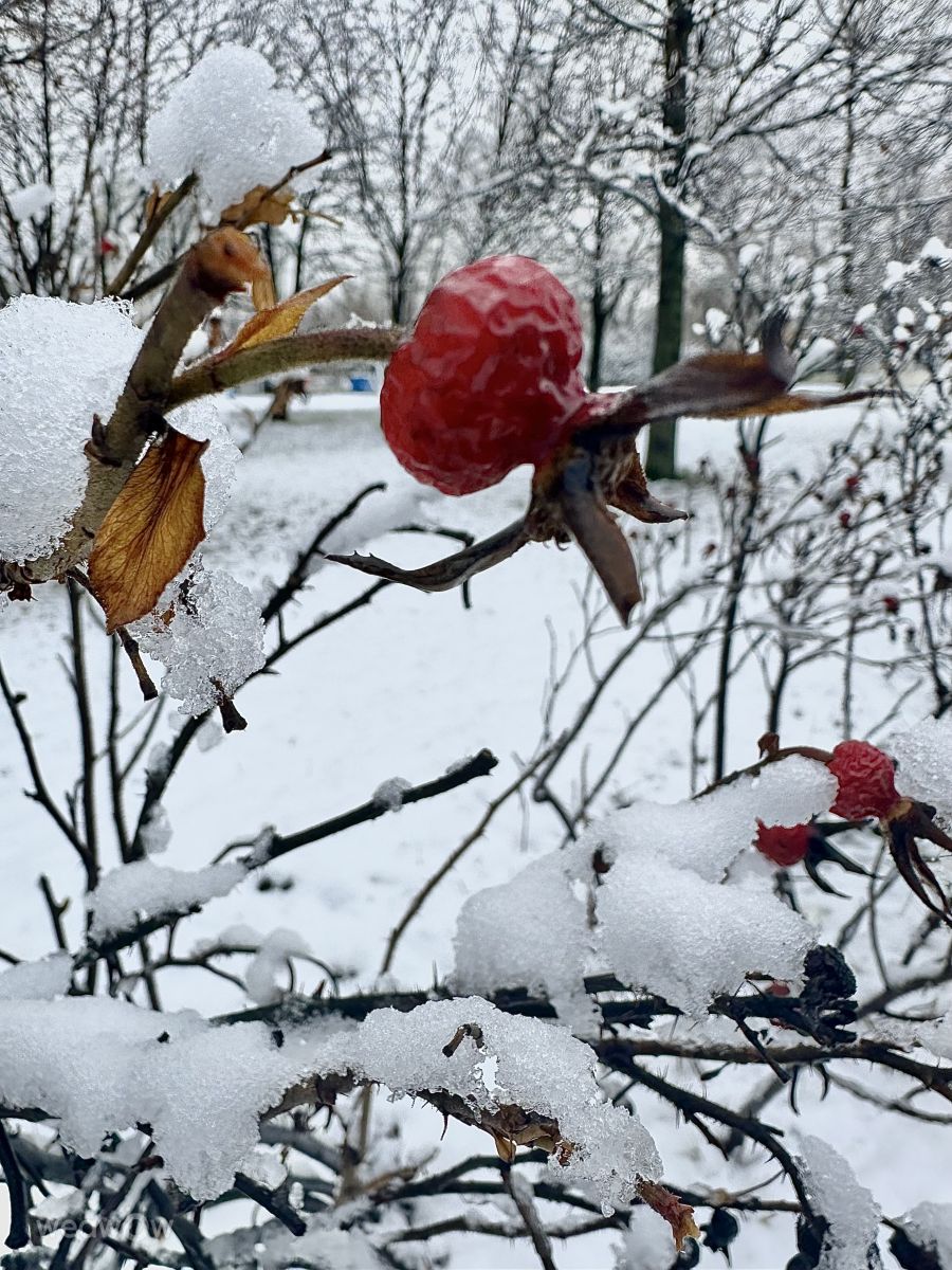 ロシアの天気写真. Rithaの美しい写真による天気予報