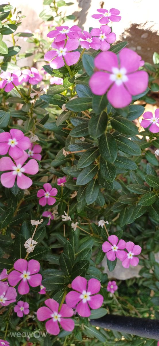 Tel Aviv-Yafoの天気写真. Zazaの美しい写真による天気予報