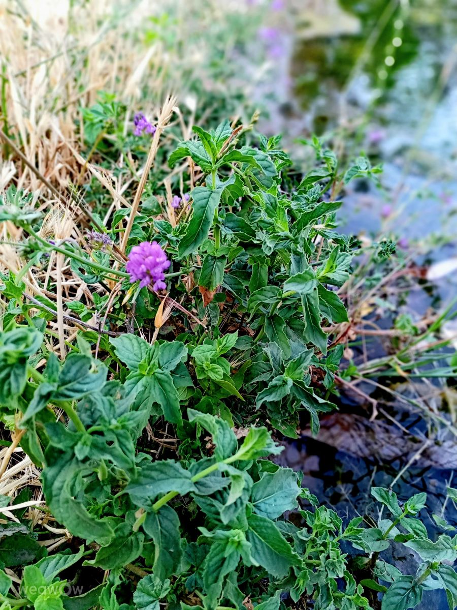 Fotografos fromIran, Fotos do tempo em Kermjgan - Weawow