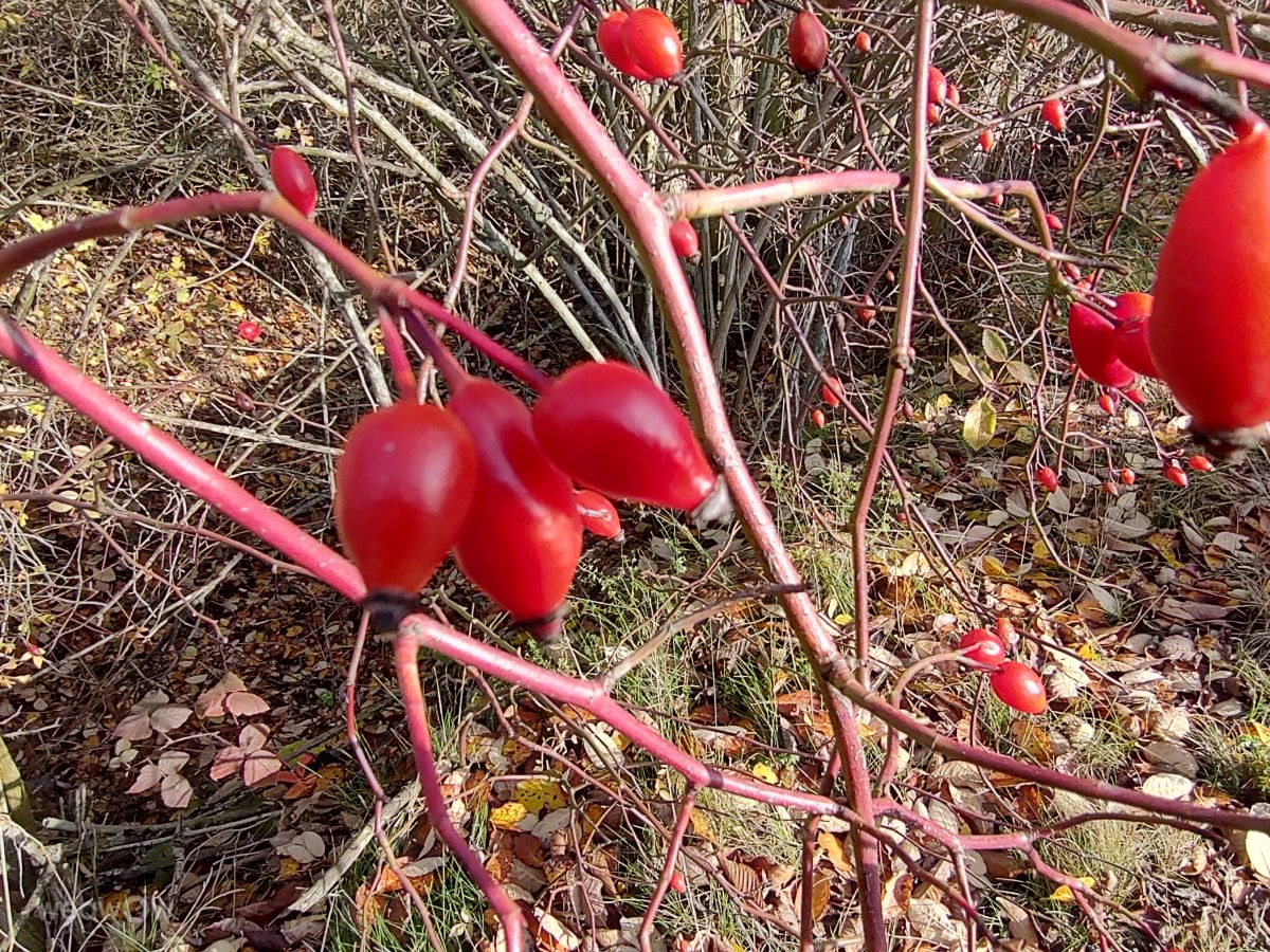 Fotografos drollted, Fotos do tempo em Stará Voda - Weawow