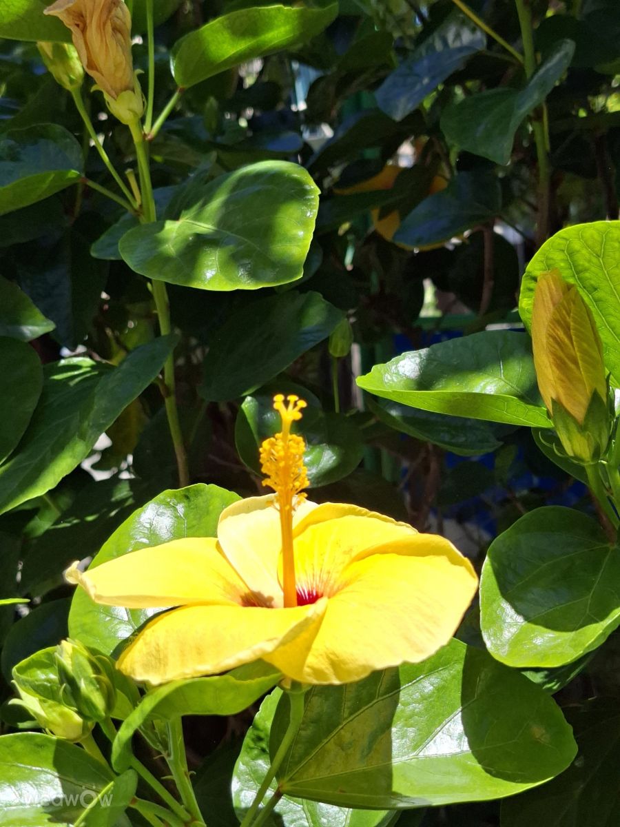 Fotografos Wen-ya Huang, Fotos do tempo em Kaohsiung City - Weawow