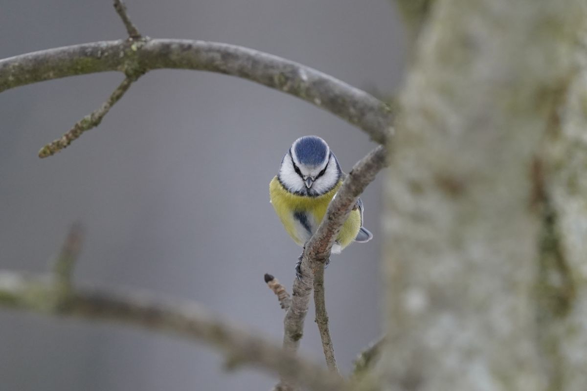 德国的天气照片. 天气预报，带Flösch精美的照片