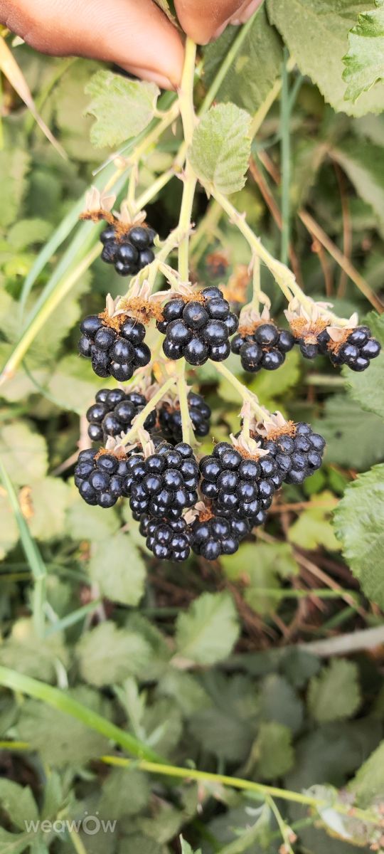 West Azerbaijanの天気写真. Jahanbakhshの美しい写真による天気予報